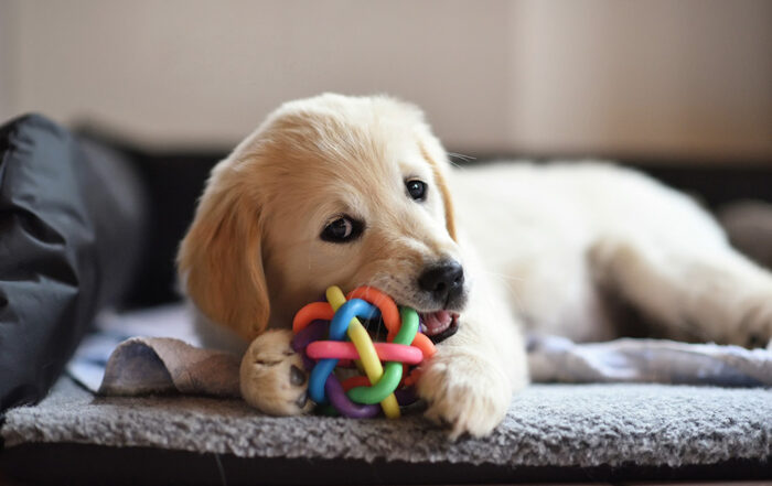 5 Easy Tips to Having a Well-Mannered Puppy