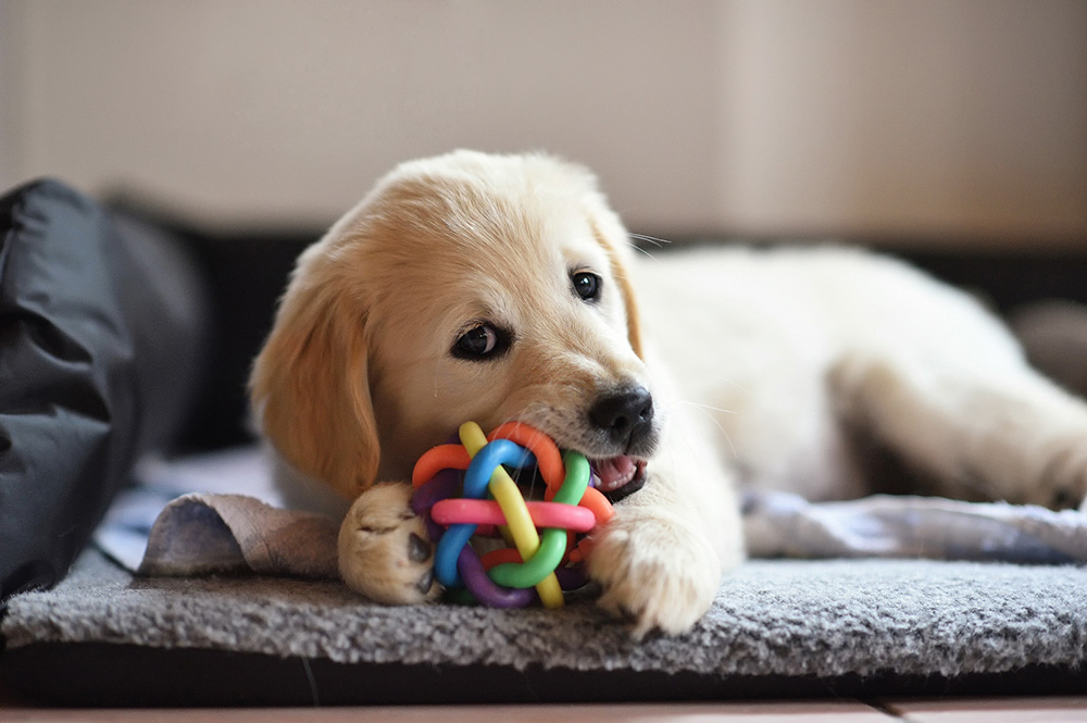 5 Easy Tips to Having a Well-Mannered Puppy