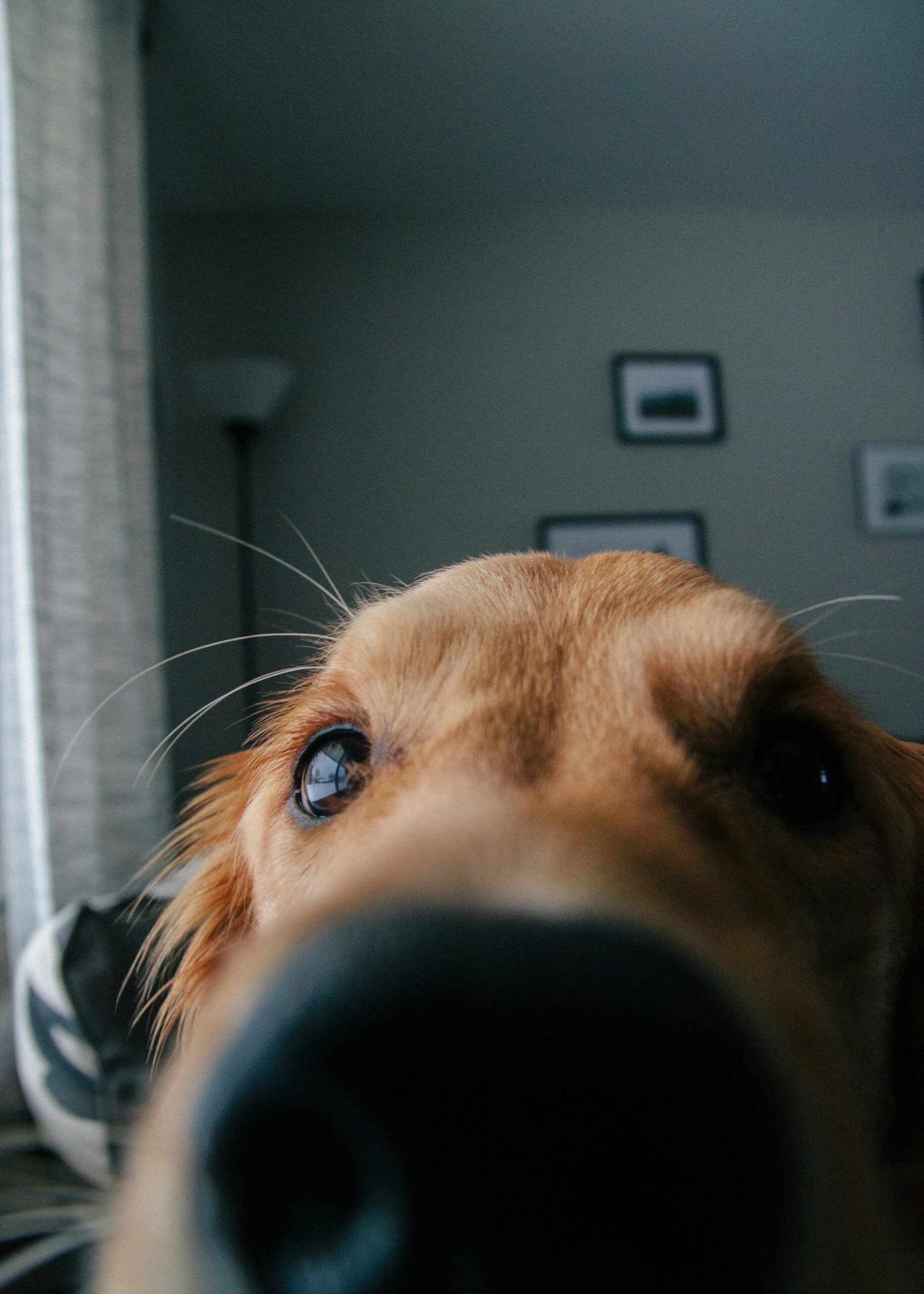 Nosework2
