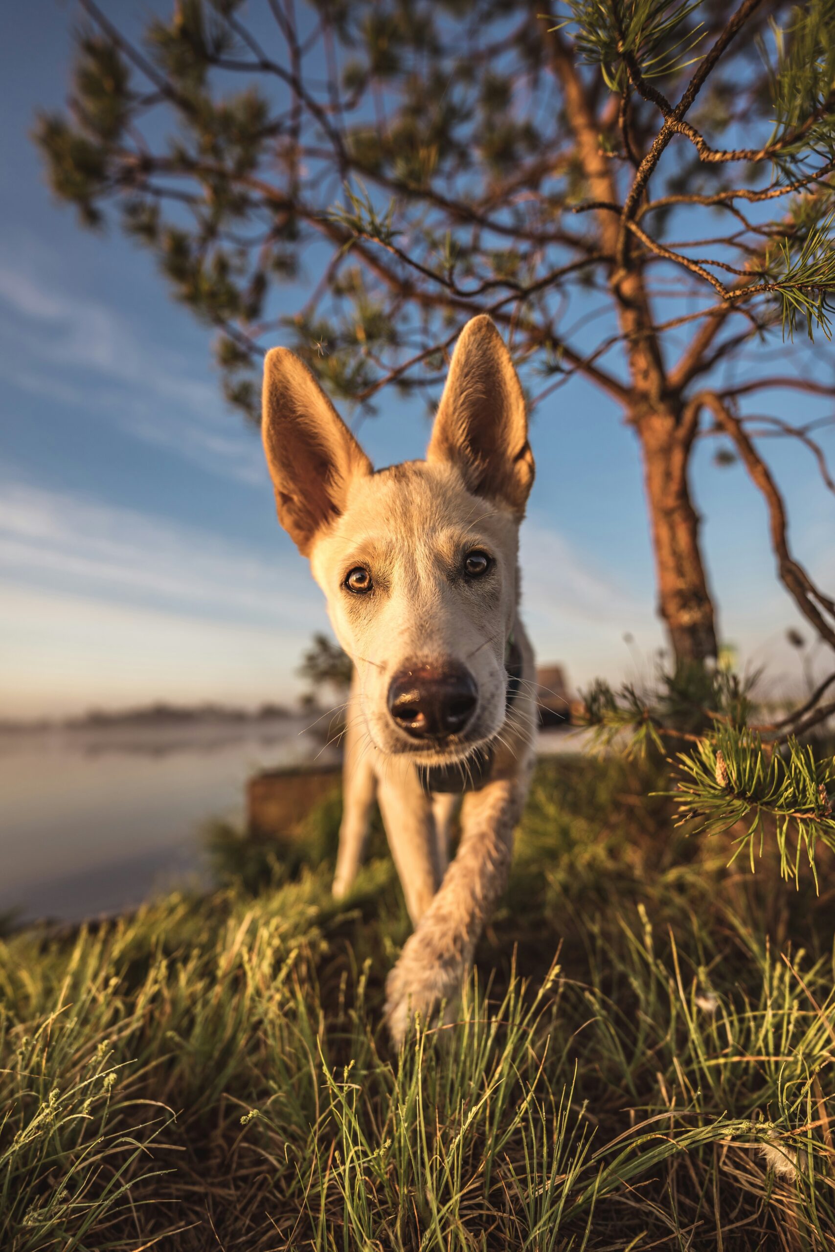 Picture Perfect Pups