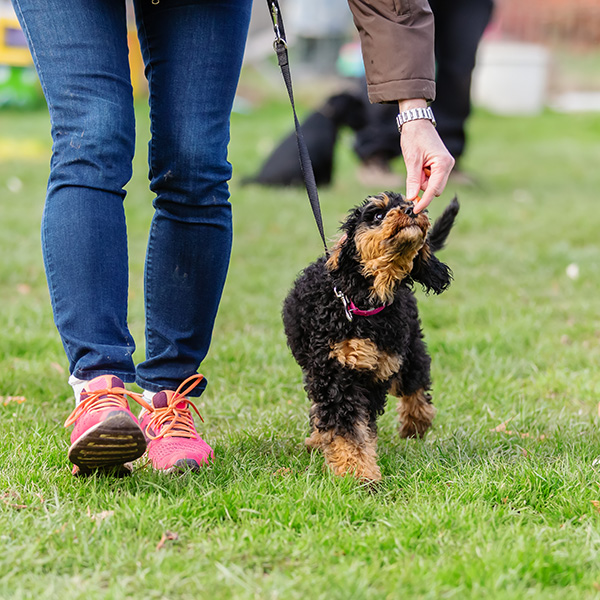 canine trainers covina ca