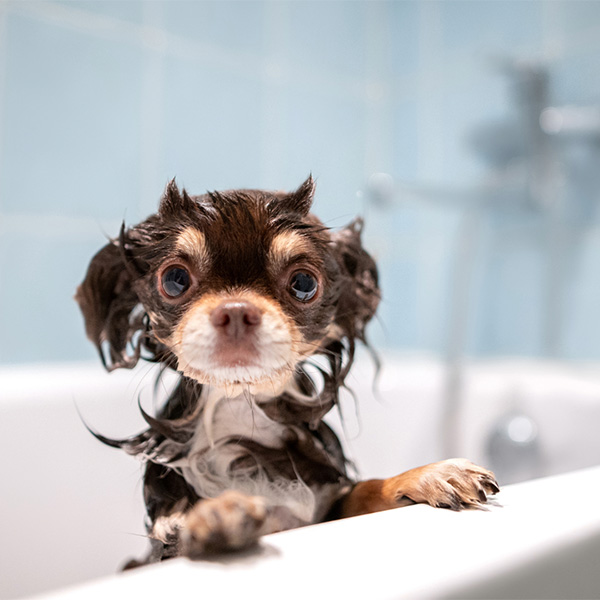 cooperative care dog bath
