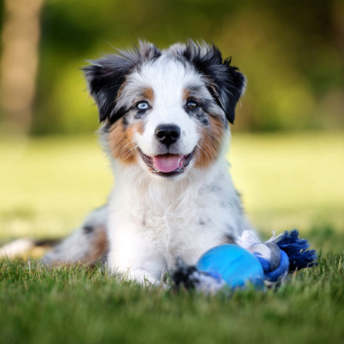 dog training dog training