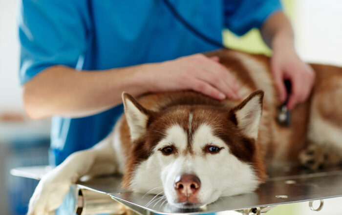 Dog Behavior Change Signals a Health Problem