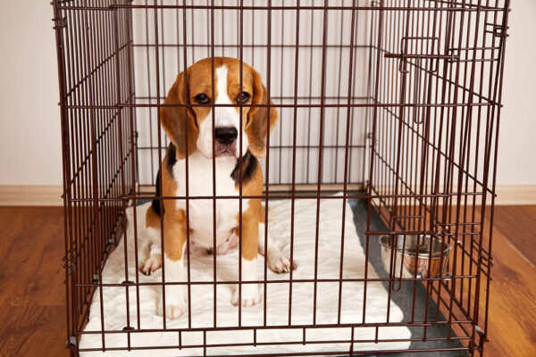 dog crying in crate