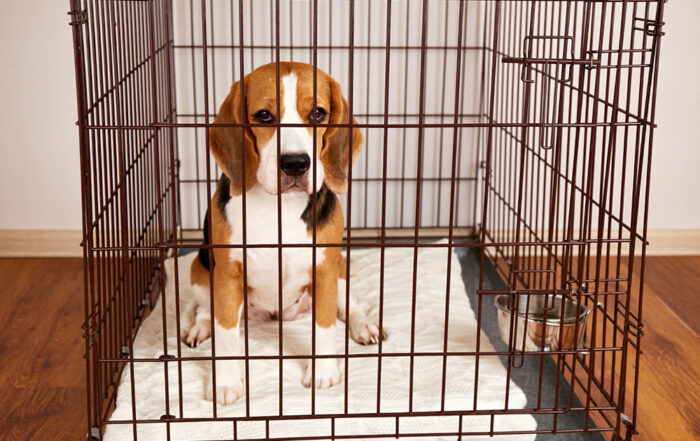 dog crying in crate