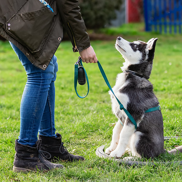 Dog Trainer in Covina CA