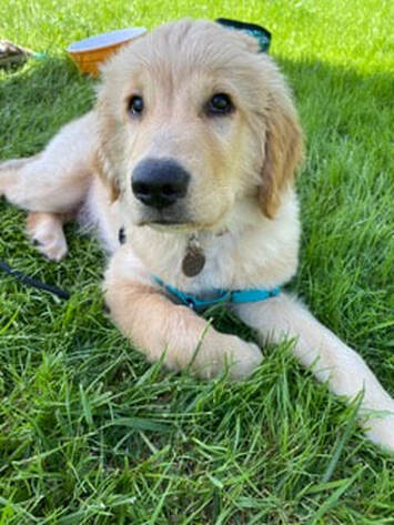 best dog trainer in covina ca
