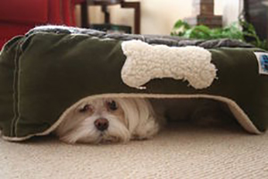 Tips for Reducing Stress in Sound Sensitive Dogs