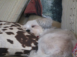 Dogs and Furniture – Should I Let Rover on the Recliner?