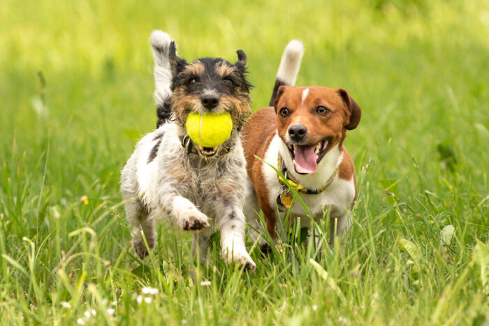 dogs playing safely