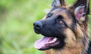 How Positive Reinforcement Actually Helps Your Dog’s Overall Health