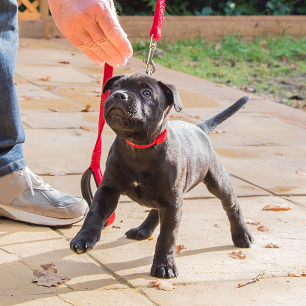 puppy classes puppy classes