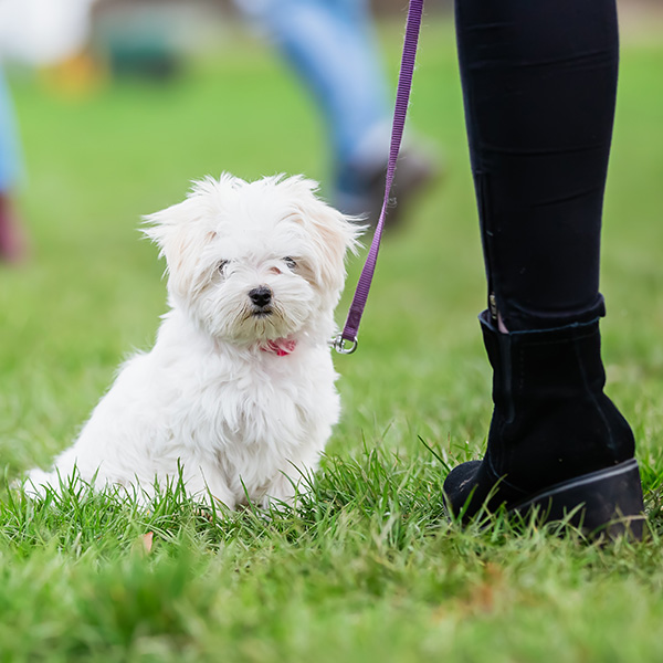 puppy trainer covina
