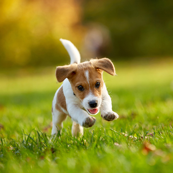 puppy training covina ca puppy training covina ca