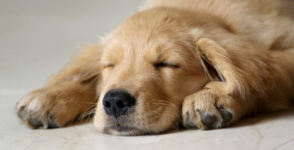 A golden retriever puppy sleeping.