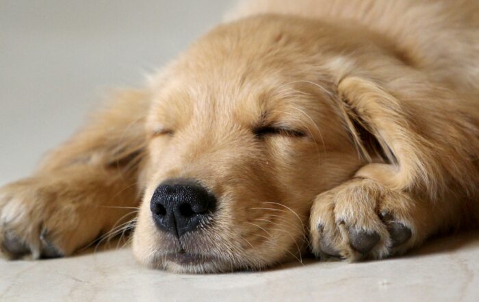 A golden retriever puppy sleeping.