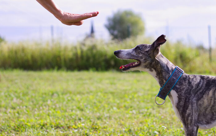 The Difference Between a Dog Command and a Cue