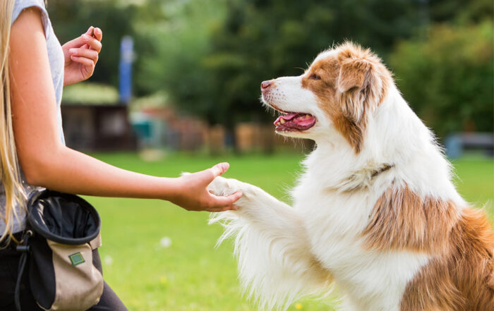 The Secret to a Dog That Obeys Every Command Perfectly