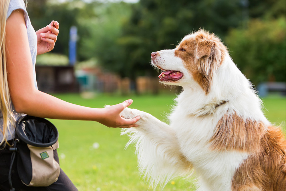 The Secret to a Dog That Obeys Every Command Perfectly
