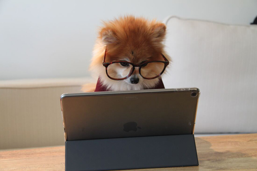 virtual dog trainer