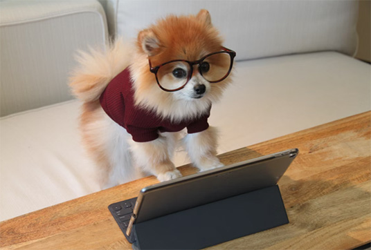 virtual dog training