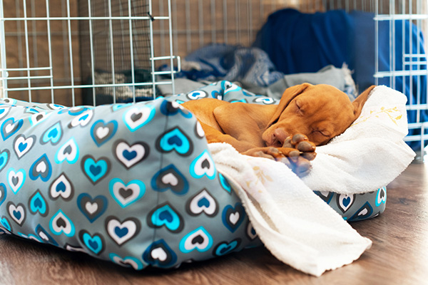 Where should your puppy sleep?
